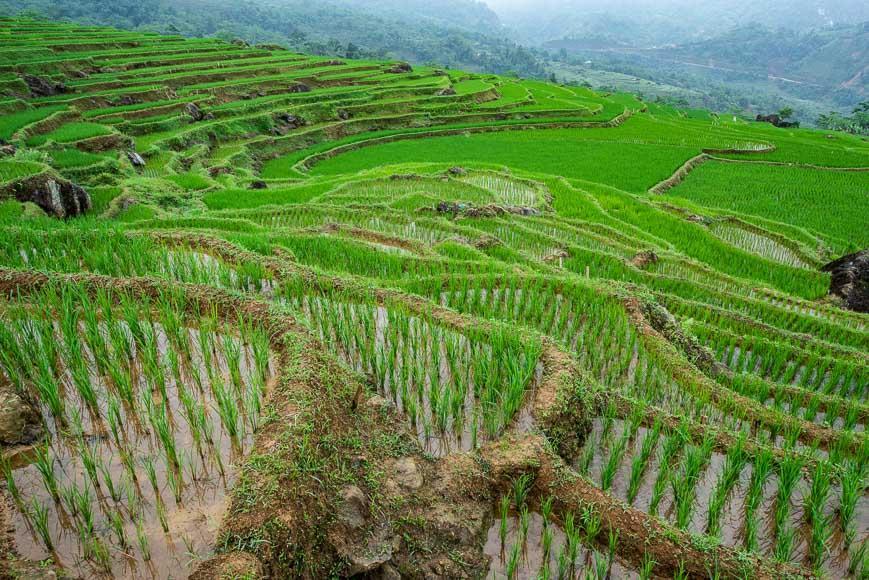مزارع برنج Pu Lu&ampocircng ویتنام آشنایی با مزارع برنج Pu Luông ویتنام