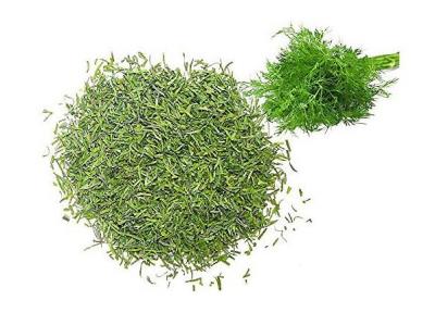 روش خشک کردن شوید سبز و خوشرنگ در خانه
