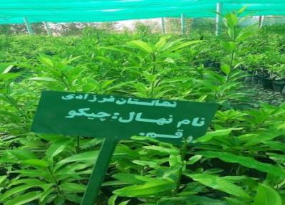 روستای تکش و تل سر شهرستان راسک خاستگاه فراوری نهال میوه های گرمسیری در کشور