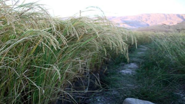 برداشت برنج در ایرانشهر از مرز 400 تن گذشت
