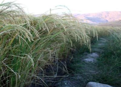 برداشت برنج در ایرانشهر از مرز 400 تن گذشت