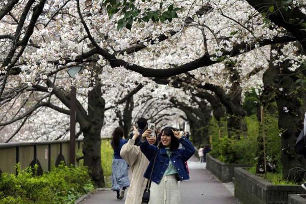 ویروس کرونا، پارک شکوفه های گیلاس توکیو را هم به تعطیلی کشاند
