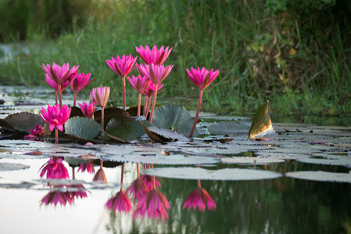 red lotus sea udon thani دریاچه نیلوفر قرمز در تایلند