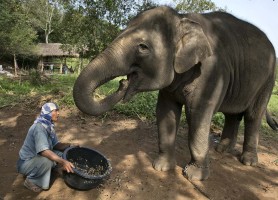 گران ترین قهوه دنیا در تایلند