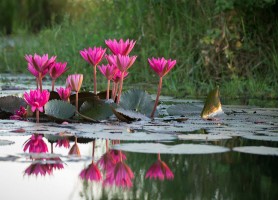 دریاچه نیلوفر قرمز در تایلند