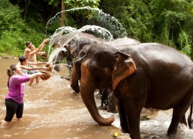 خانه سالمندان فیل ها در پوکت
