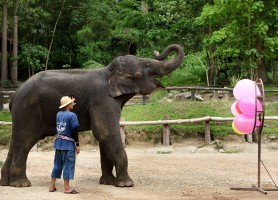 با کمپ فیل های Maesa در چیانگ مای آشنا شوید
